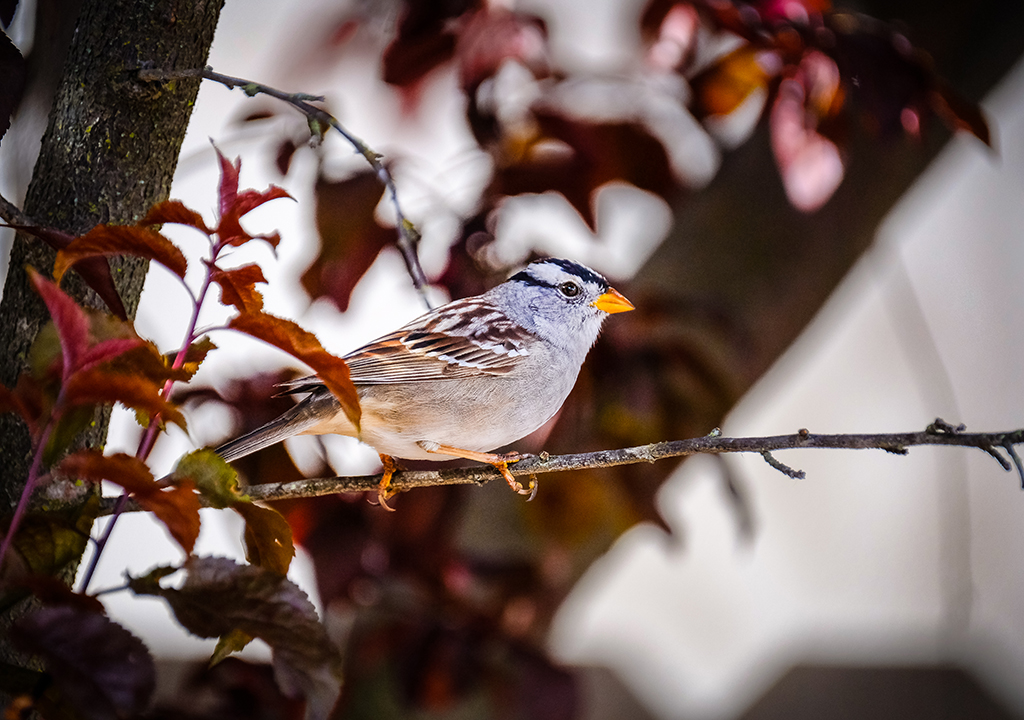 White-Crowned Sparrow