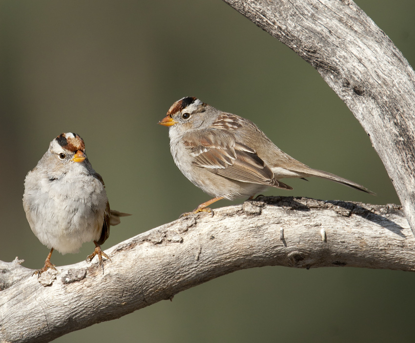 White-Crowned Sparrows, juvenile (composite) | BirdForum