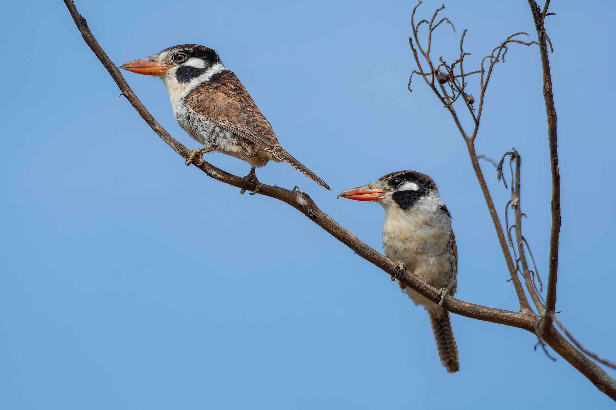 White-eared Puffbird