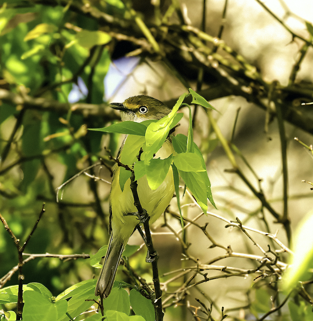 White-eyed Vireo