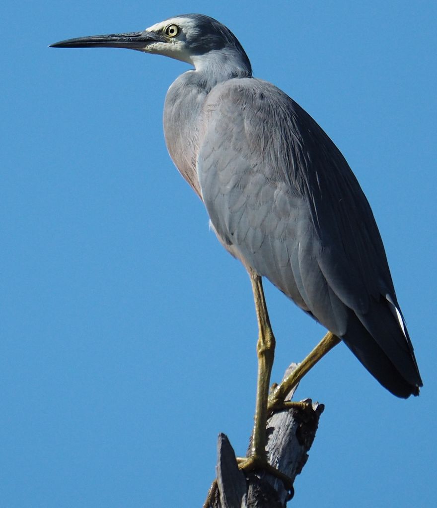 White-faced Heron 