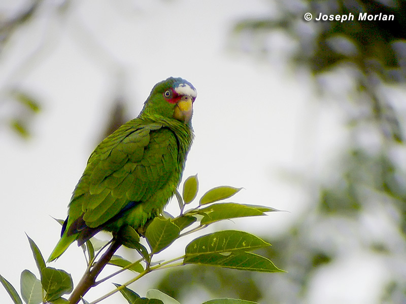 White-fronted Parrot