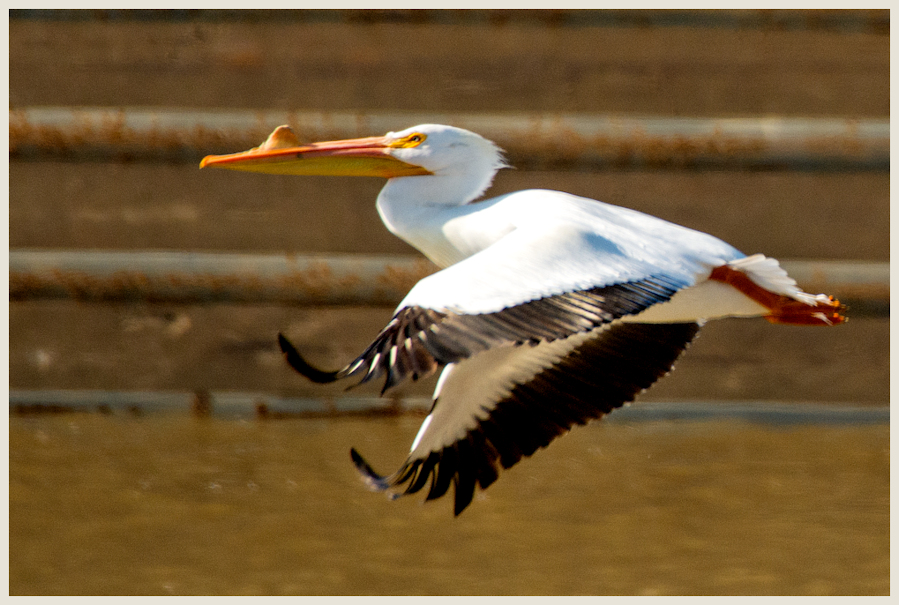 White Pelican