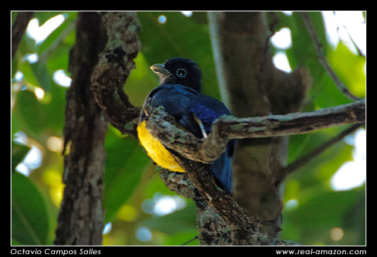 White-Tailed Trogon