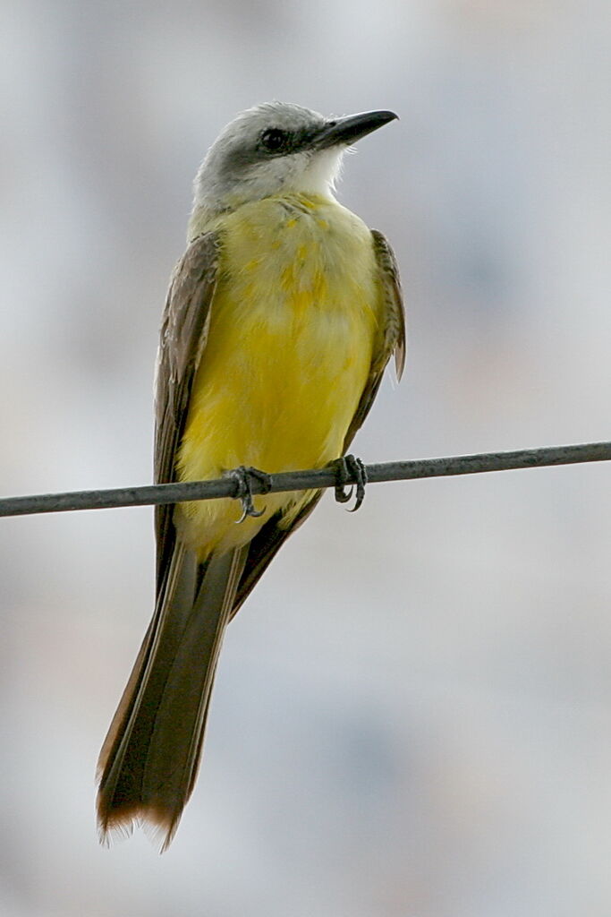 White-throated Kingbird