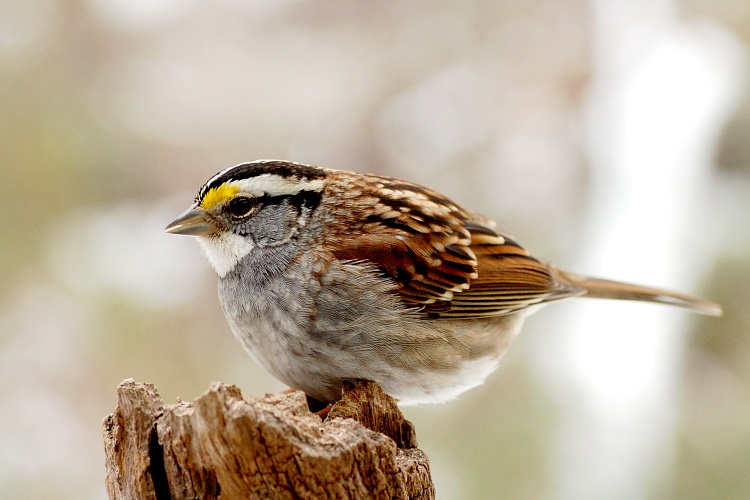 White-throated Sparrow