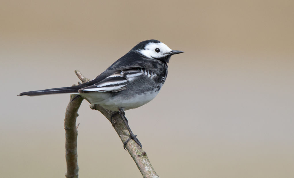 white wagtail