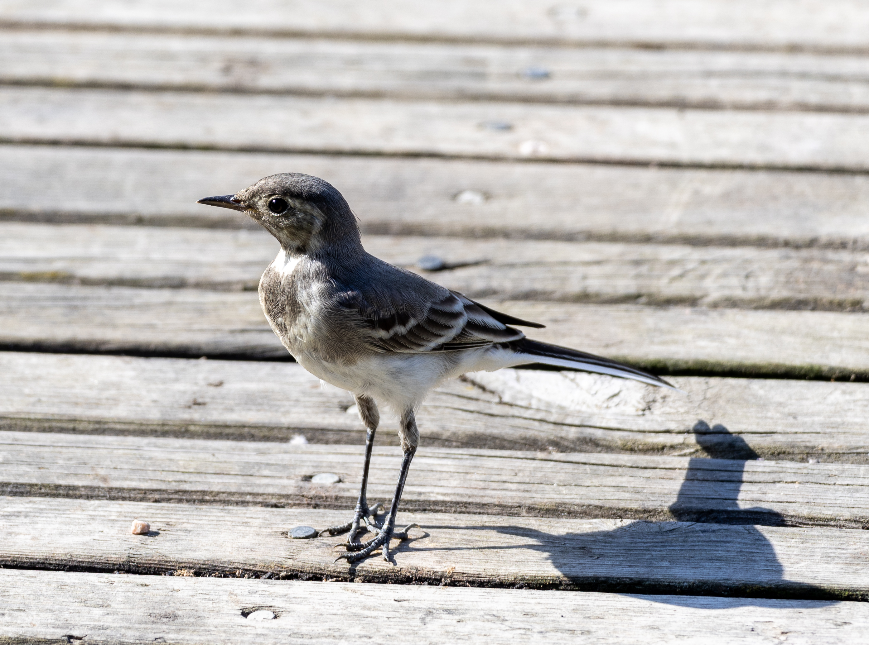 White wagtail