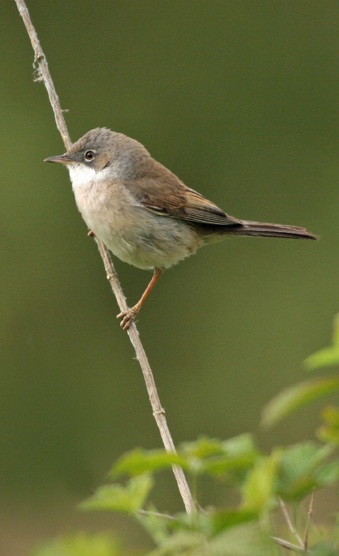 WHITETHROAT