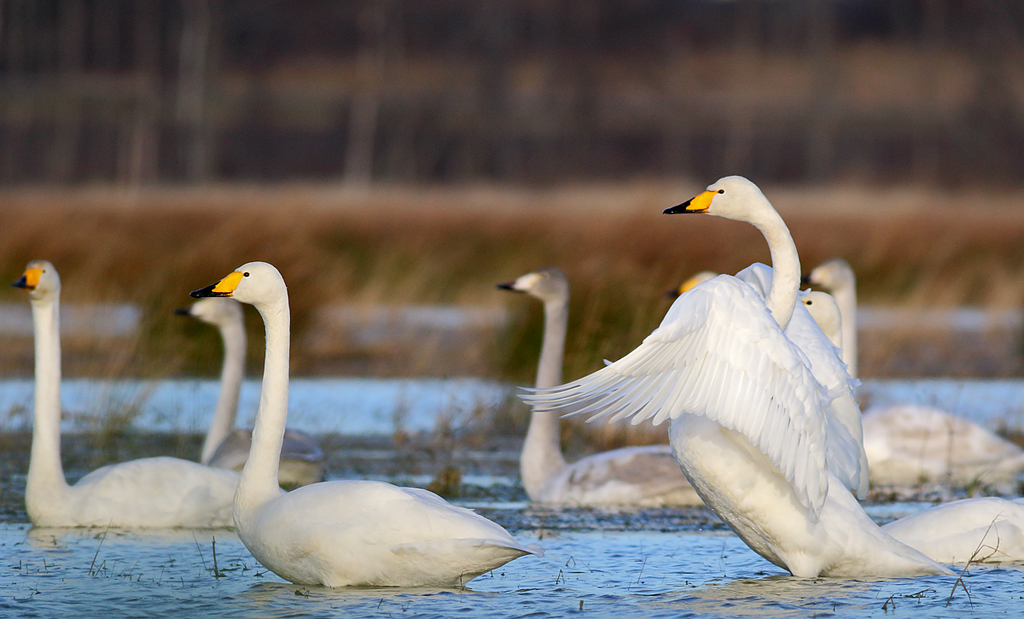 Whoopers