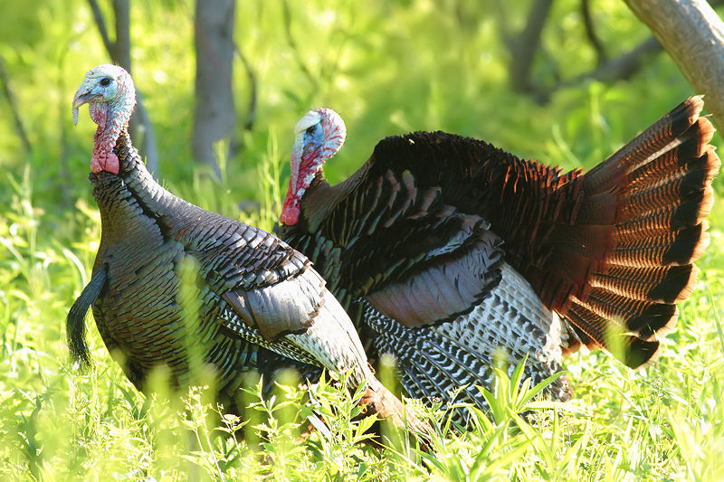 Wild Turkey Pair | BirdForum