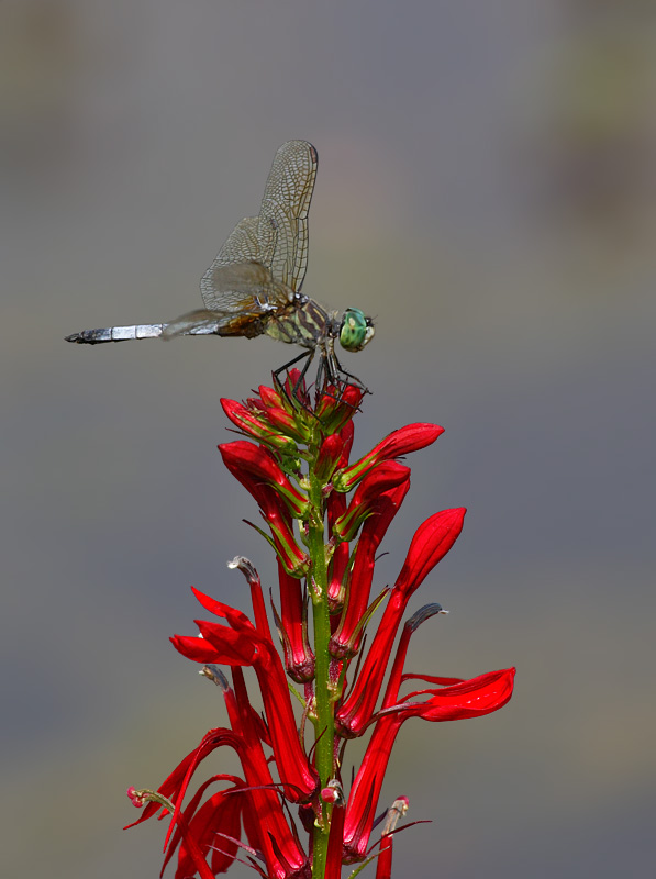 wildflower and dragonfly