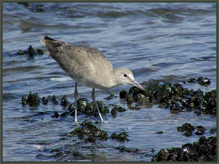 Willet in the Crashing Surf