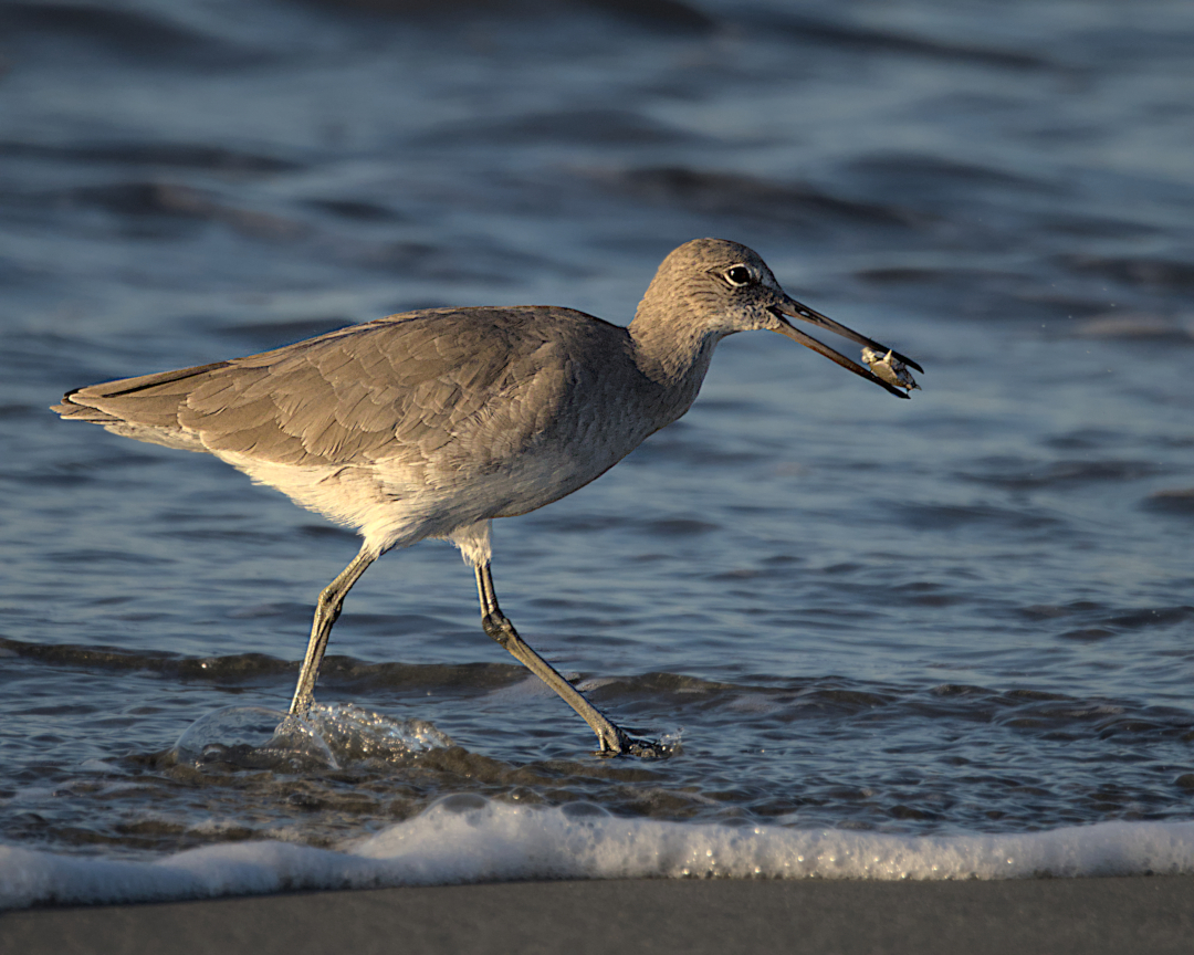 Willet