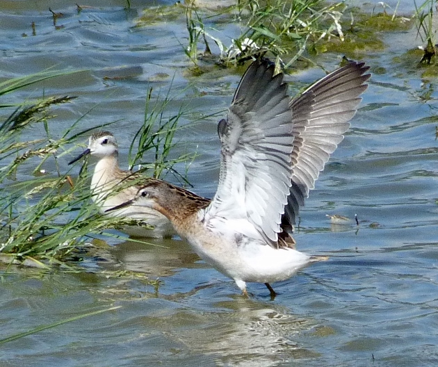 Wilson's Phalarope