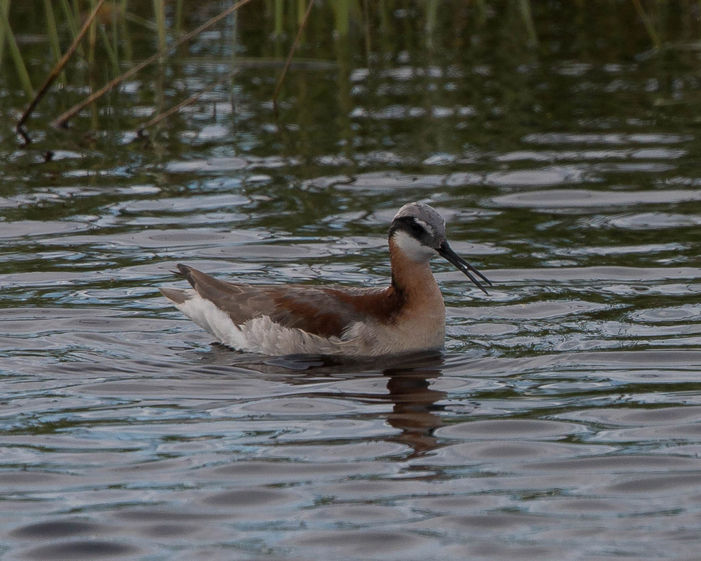 Wilson's Phalarope