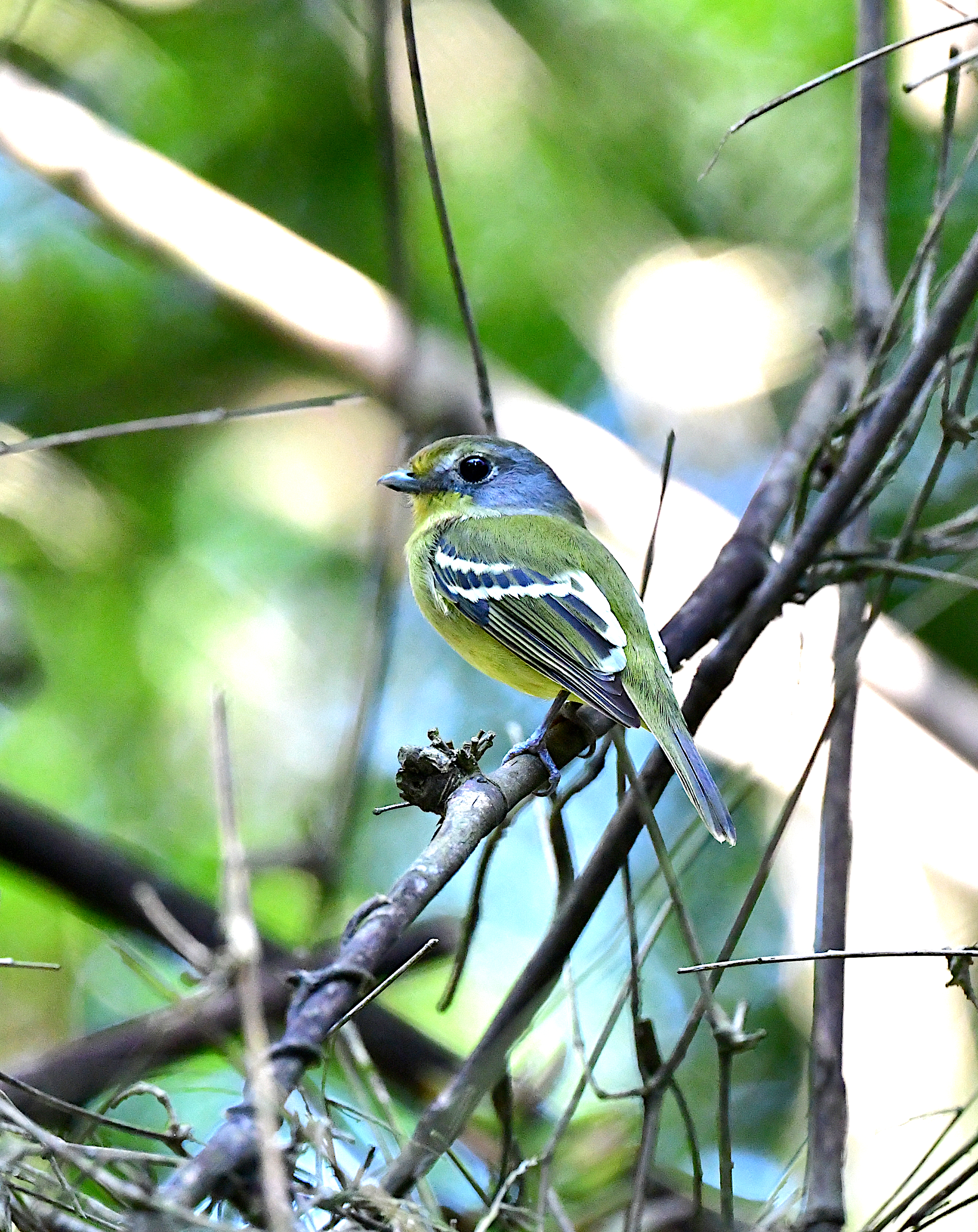 Wing-barred Piprites