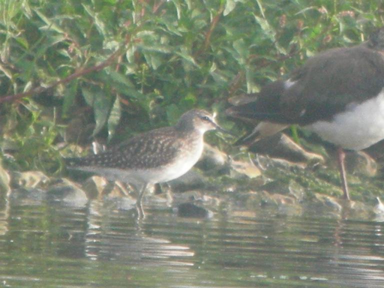 Wood Sandpiper