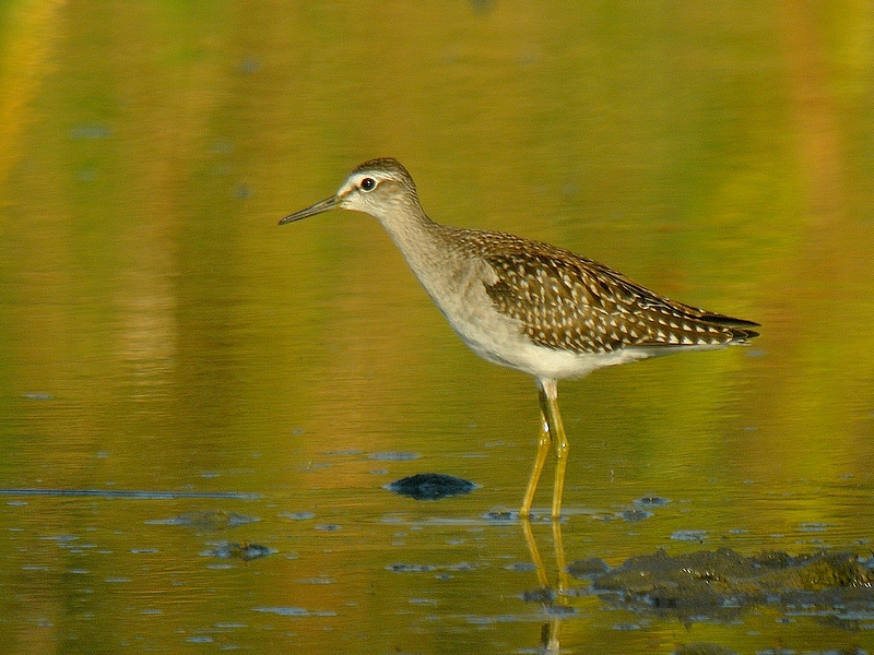 Wood Sandpiper