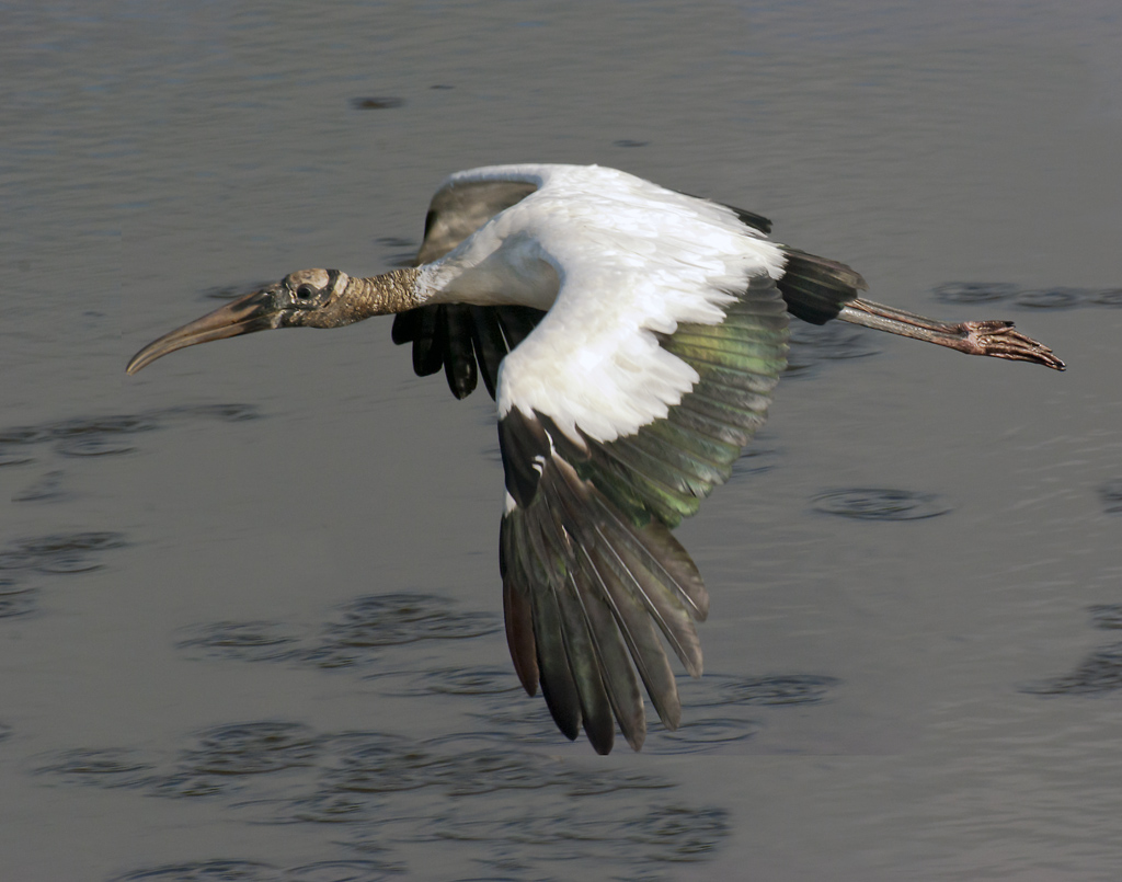 Woodstork