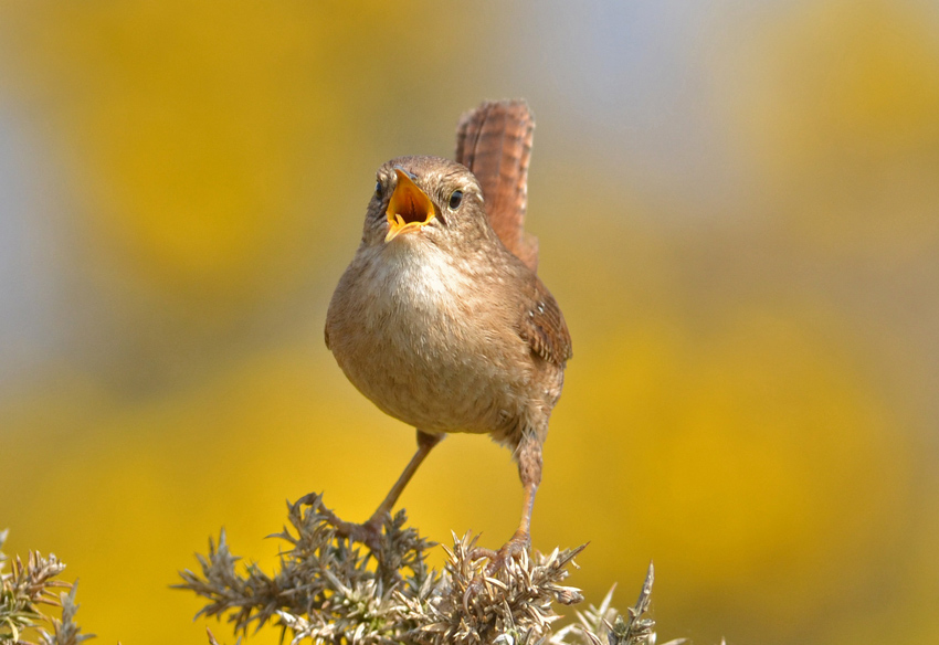 Wren