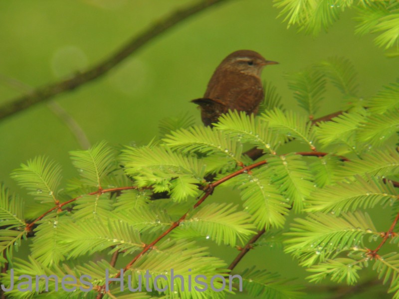 Wren