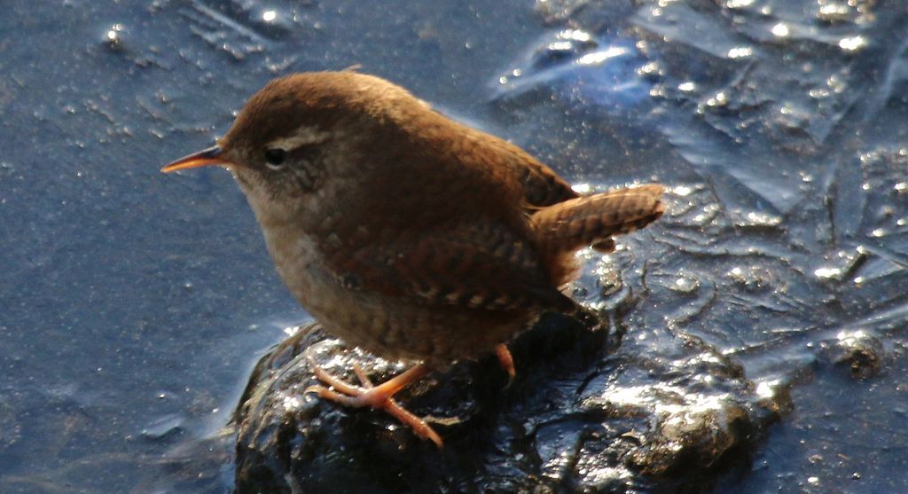 Wren