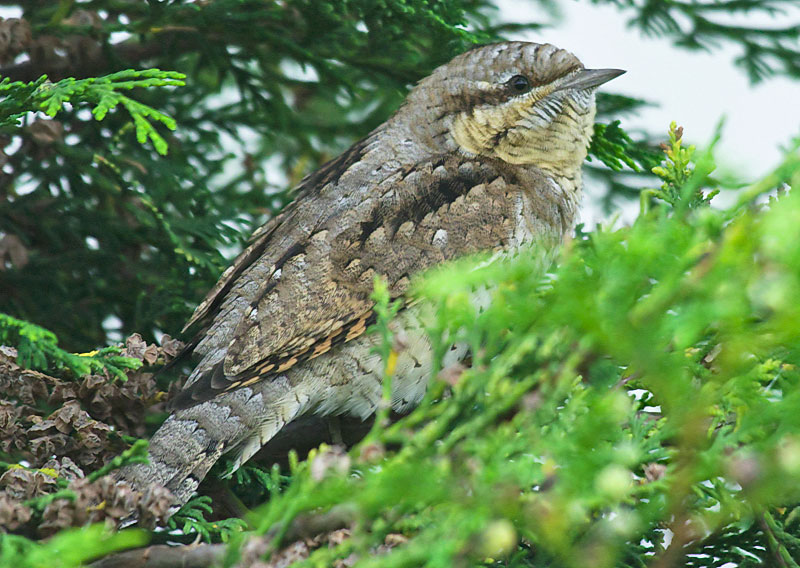 Wryneck