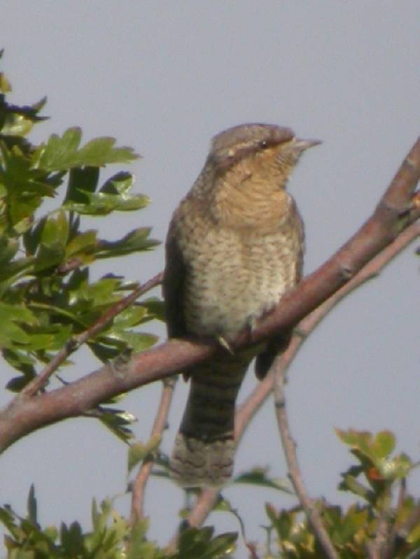 Wryneck