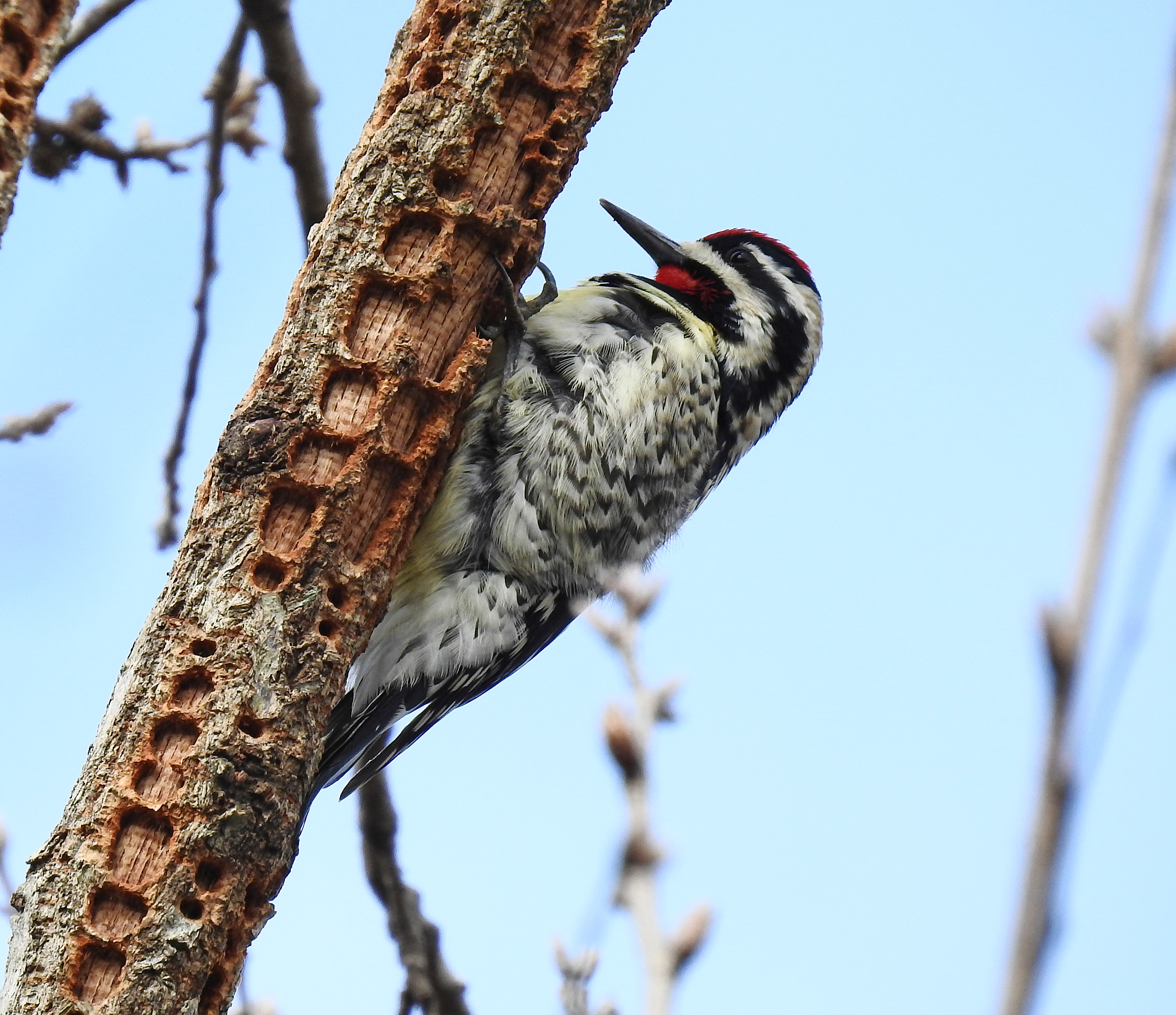 Yellow-bellied sapsucker 2.jpg