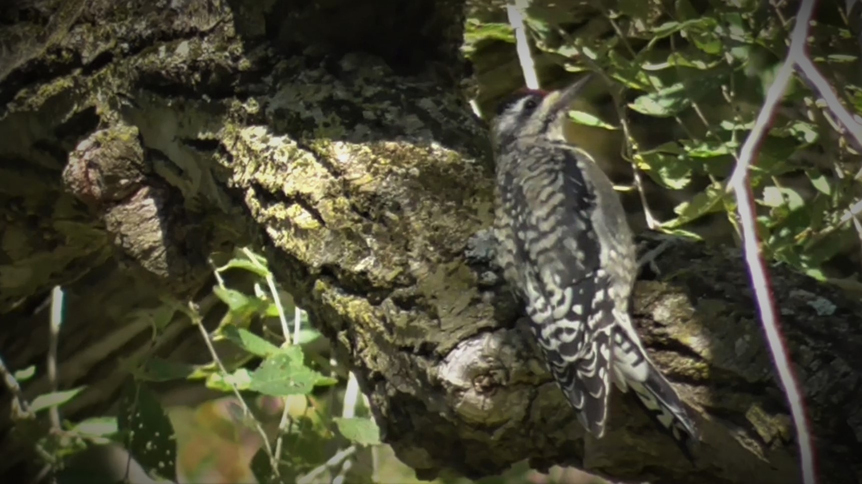 Yellow-bellied Sapsucker