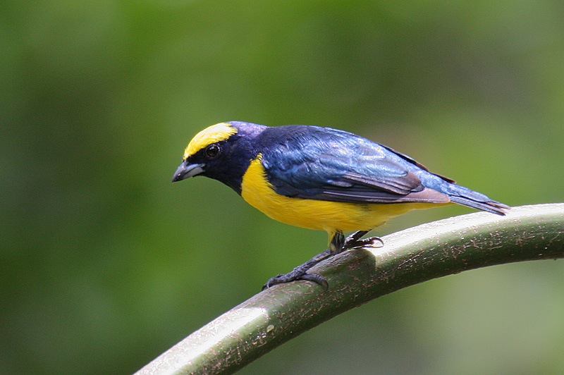 Yellow-crowned Euphonia