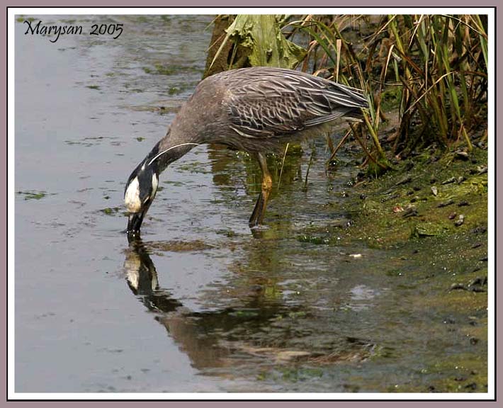 Yellow-crowned Night Heron Scene