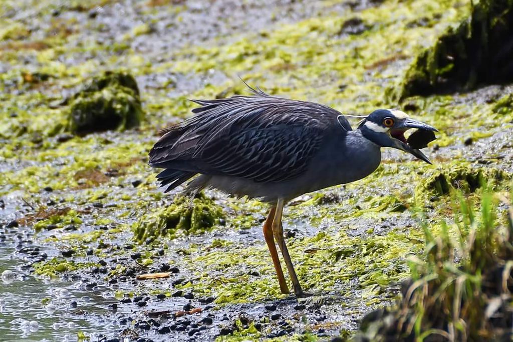 Yellow crowned night heron