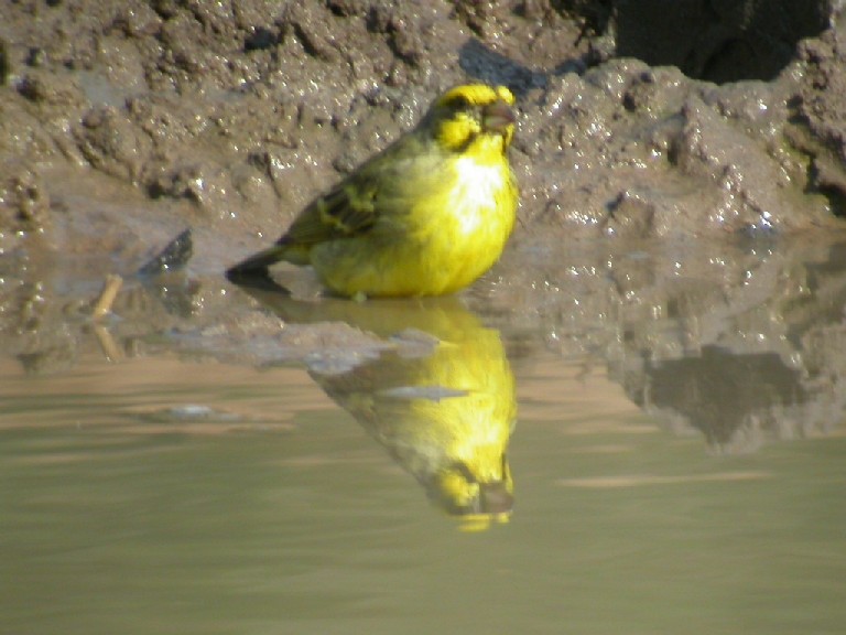 Yellow Fronted Canary