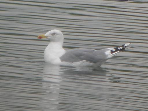 Yellow Legged Gull