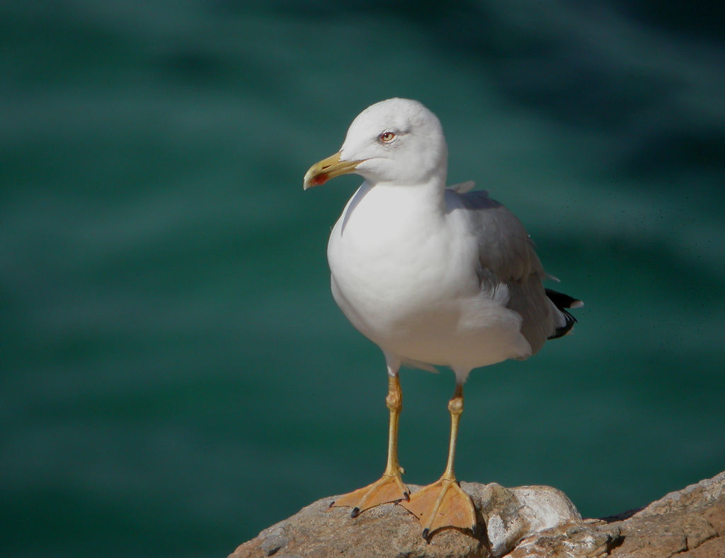 Yellow-legged Gull