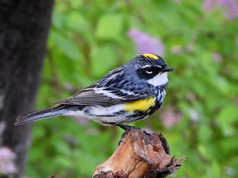 Yellow Rumped Warbler | BirdForum