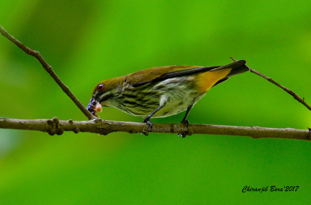 Yellow-vented flowerpecker