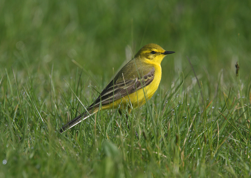 Yellow Wagtail