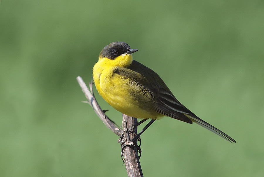 Yellow Wagtail