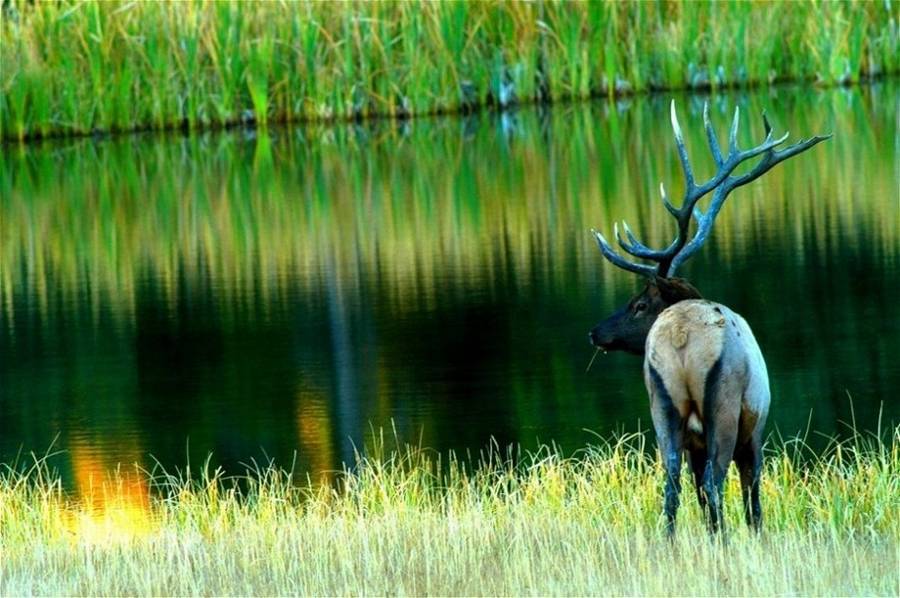 Yellowstone Landscape & Bull Elk