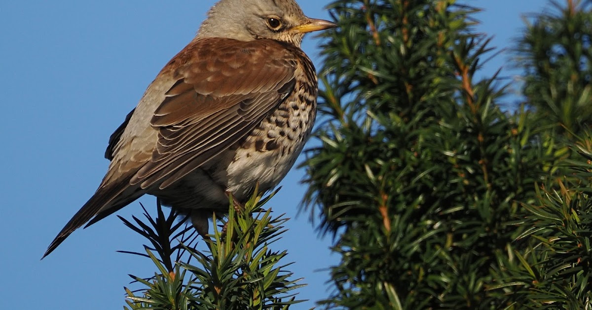 stonefactionbirding2014.blogspot.com