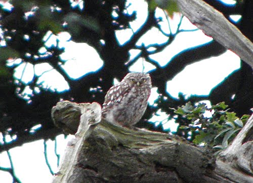 littleowl.jpg