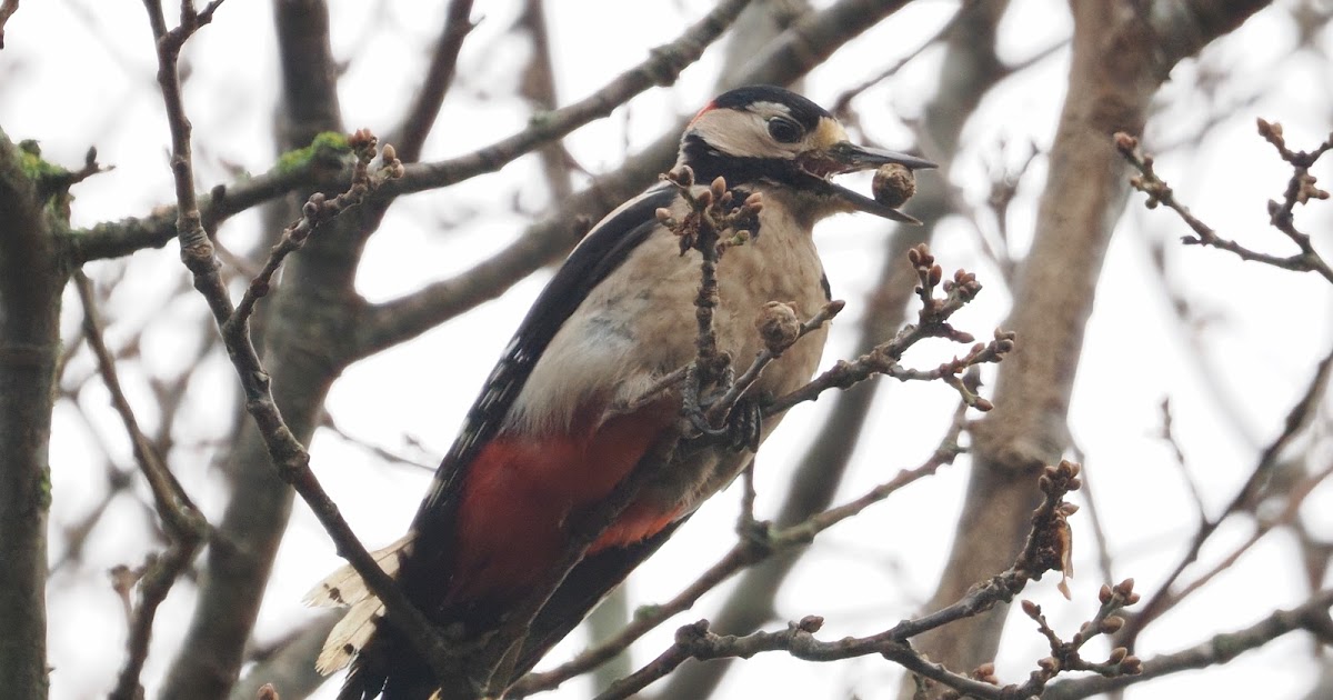 stonefactionbirding2014.blogspot.com