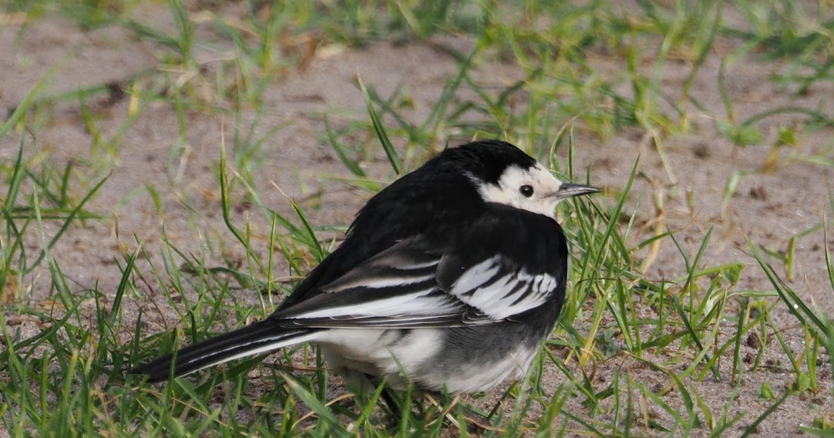 stonefactionbirding2014.blogspot.com