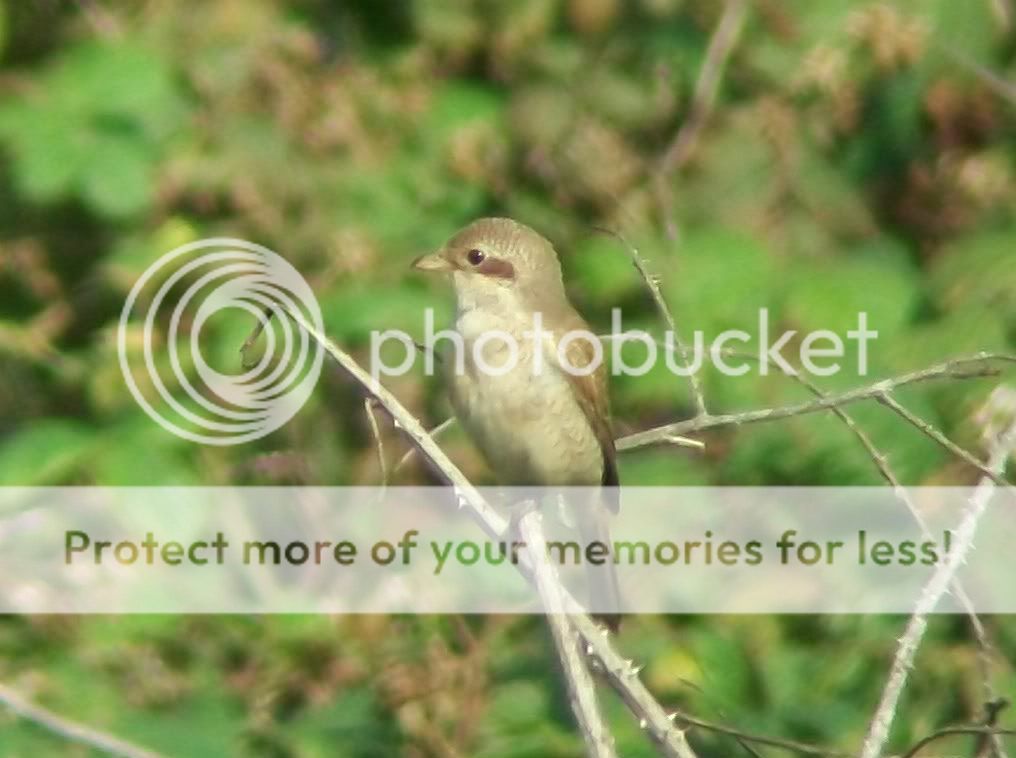 BarredWarbler012.jpg