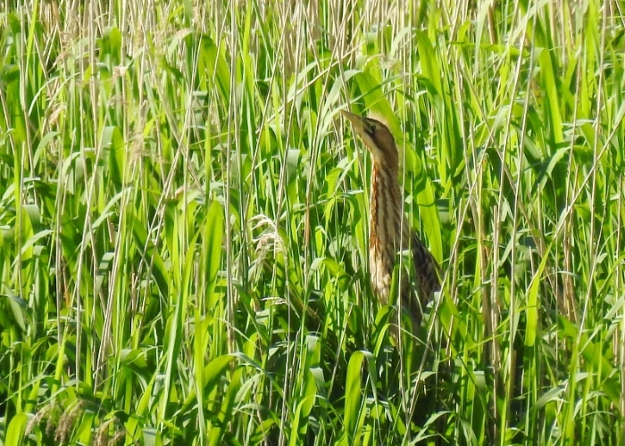 community.rspb.org.uk