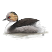 Badge-Membership_Silvery-Grebe_TUBW-180x180.jpg