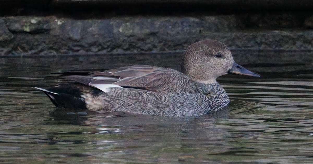 stonefactionbirding2014.blogspot.com